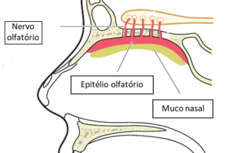 Hiposmia/anosmia